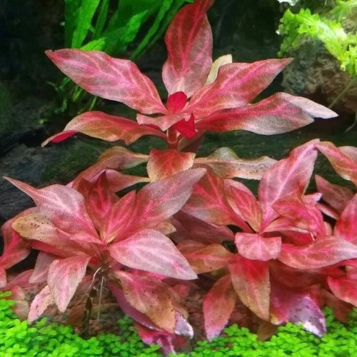 Alternanthera reinickii rosanervig in pot